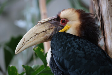 Close up view of wreathed hornbill on blurred nature background