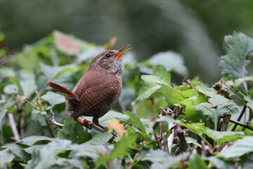 Eurasian wren (Troglodytes troglodytes) on the tree branch close up