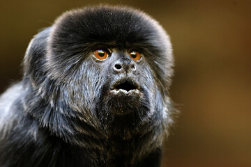 Goeldi's marmoset, or Goeldi's monkey (Callimico goeldii)