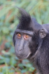 Macaca nigra close up on green blurred background