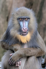 close up view of an adult mandrill (Mandrillus sphinx)