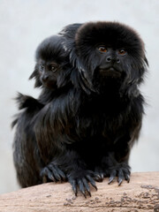 Goeldi's marmoset, or Goeldi's monkey (Callimico goeldii)