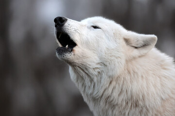 Howling white Hudson Bay wolf (Canis lupus hudsonicus) in the forest close up