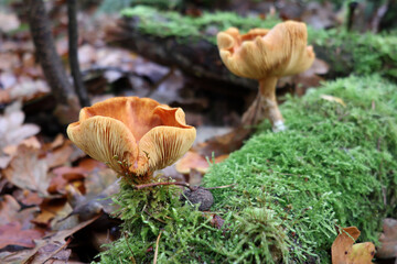 mushrooms in the forest on the tree