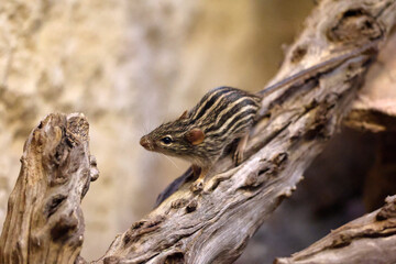 The Barbary striped grass mouse (Lemniscomys barbarus)