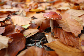 mushroom in the forest amoung leaves