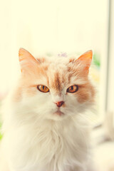 Sandy eyes peach cat looking 