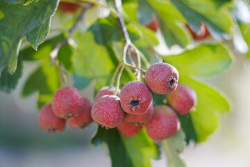 Red hawthorn fruit grows on the tree