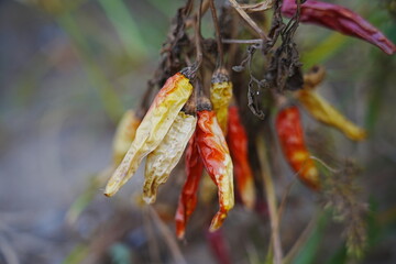 Red and green millet chili peppers