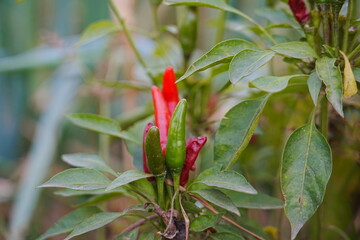 Red and green millet chili peppers