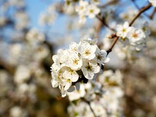 Pear flower in full bloom in spring