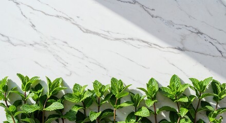 Fresh green mint sprigs with vibrant leaves are neatly arranged along the bottom edge of a white marble surface, illuminated by bright natural light creating soft shadows and ample copy space.