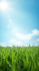 Fresh green grass blades emerge from the ground, reaching towards a vibrant blue sky with a bright sun and natural lens flare.