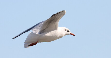 Common Black-headed Gull in flight, Larus ridibundus, birds of Montenegro