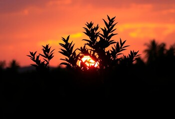 Silhouetted foliage glows against vibrant sunset,  garden, backlit
