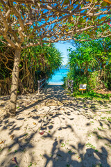 コバテイシの木陰と沖縄の海