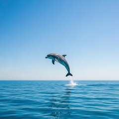 A solitary dolphin leaps joyfully from the oceans surface under a clear blue sky.