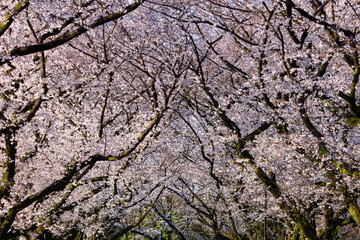 日本の風景・春　埼玉県川越市　桜の名所　川越水上公園