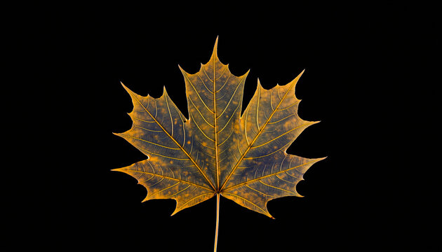 Liść klonu na czarnym tle