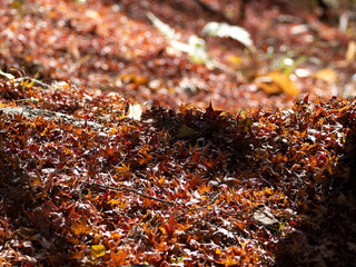 一面に広がる紅葉の落葉