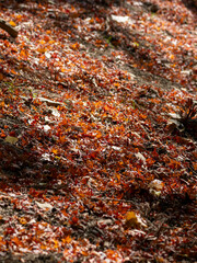 一面に広がる紅葉の落葉