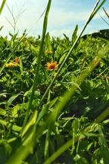 Close-up of Wildflowers in Lush Green Meadow, Sunny Day, Nature Background