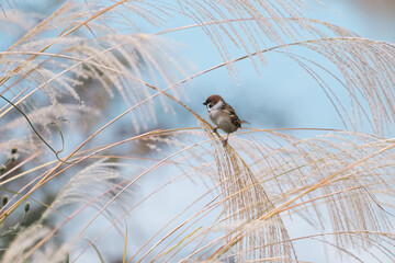 ススキに留まるスズメ