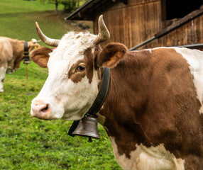 Swiss Dairy Cow Near Barn Waiting For Milking