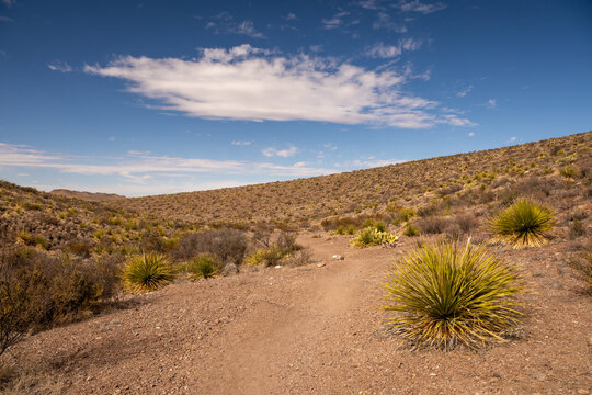 Sotol Plants Flank Smooth Trail In Big Bend