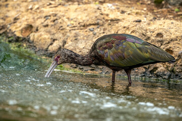 2021-03-28 A GLOSSY IBIS FEEDING IN A SMALL POND WITH BRIGHT COLORING AND A BEAUTIFUL EYE WITH A BLURRED BACKGROUND