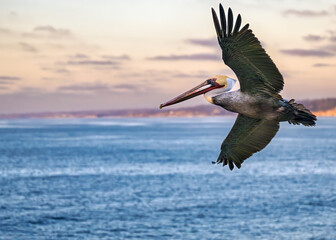 2025-11-24 A BROWN PELICAN WITH A BRIGHT CREST FLYING OVER THE PACIFIC OCEAN NEAR THE LA JOLLA COVE WITH A BLURRED BACKGROUND OF THE OCEAN AND LA JOLLA SHORES NEAR SAN DIEGO