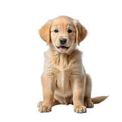 Adorable Golden Retriever Puppy Poses Playfully on a Pure White Background, Showcasing Its Fluffy Fur and Friendly Expression