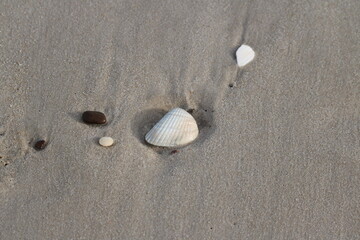 Shell on a sandy beach during winter