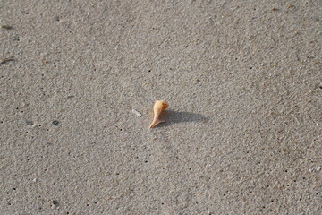 Shell on a sandy beach during winter
