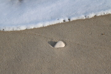Shell on a sandy beach during winter