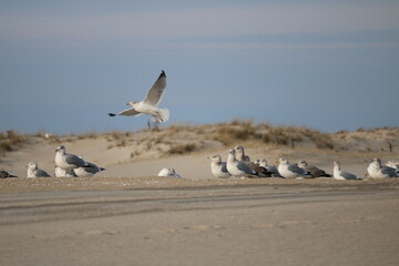Birds gathering on the beach in December