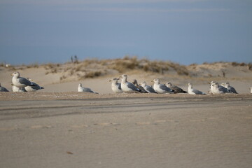 Birds gathering on the beach in December