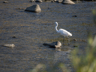 魚を探す猪名川のダイサギ