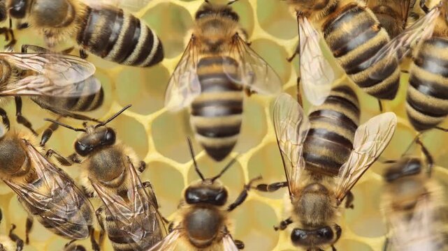 Two Varroa mites on a bee's abdomen.
The Varroa mite is a dangerous parasite for bees.

