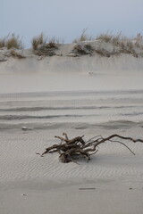 Driftwood washed up on the beach