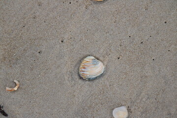 Shell on a sandy beach during winter