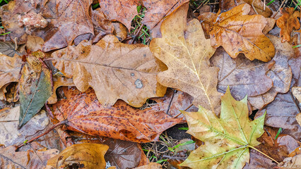 Autumn pattern with yellow maple and oak leaves lying on the ground. The ground is covered with yellow leaves, falling from the trees