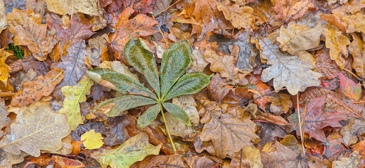 Autumn pattern with yellow maple and oak leaves lying on the ground. The ground is covered with yellow leaves, falling from the trees