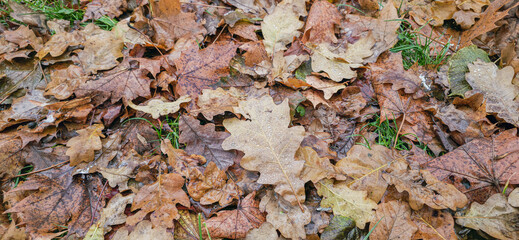 Autumn pattern with yellow maple and oak leaves lying on the ground. The ground is covered with yellow leaves, falling from the trees