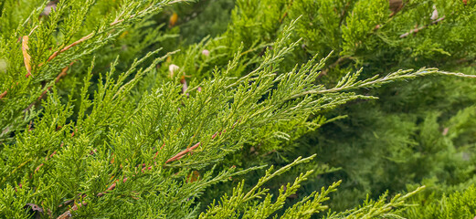 Fototapeta premium Evergreen Cedar tree branch close-up. Pine leaves in autumn day background 
