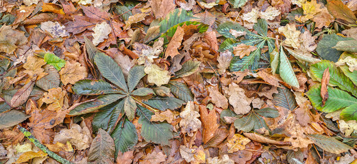 Autumn pattern with yellow maple and oak leaves lying on the ground. The ground is covered with yellow leaves, falling from the trees