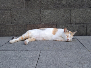 Relaxed stray cat sleeping on a stone pavement beside a textured wall, captured in natural daylight with a calm urban atmosphere.
