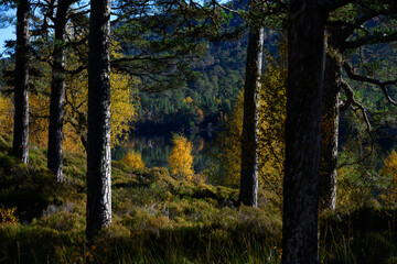 Golden leaves of a birch in fall sun in a native Scottish Pine Forest, Glen Affric National Nature...
