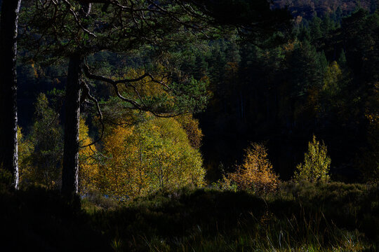 Golden leaves of a birch backlit by fall sun in a native Scottish Pine Forest, Glen Affric National Nature Reserve, Scottish Highlands, Scotland, UK
