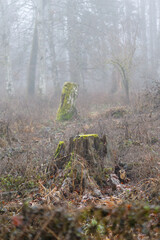 Northern saw-whet owl camouflaged in misty winter forest